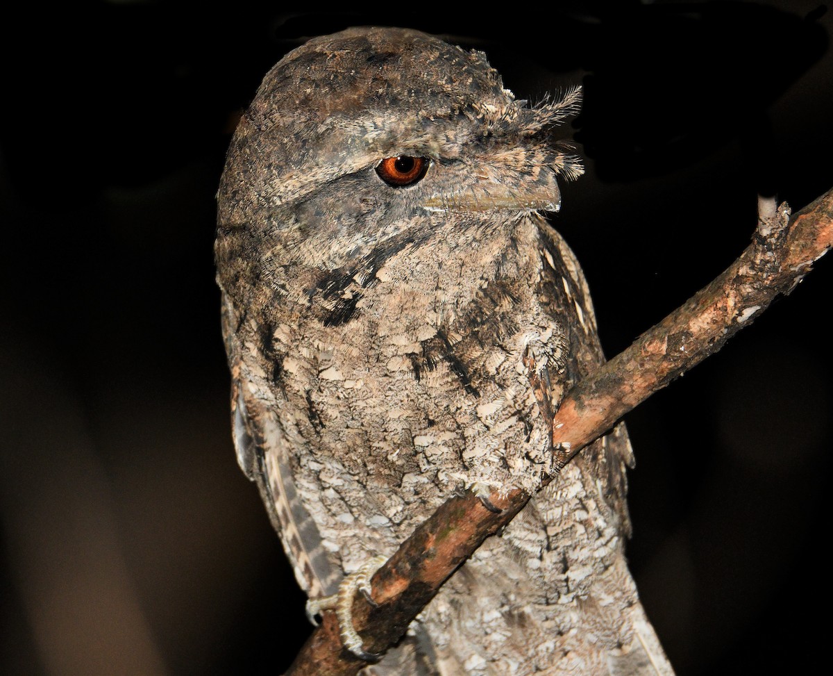 Marbled Frogmouth - ML242948481