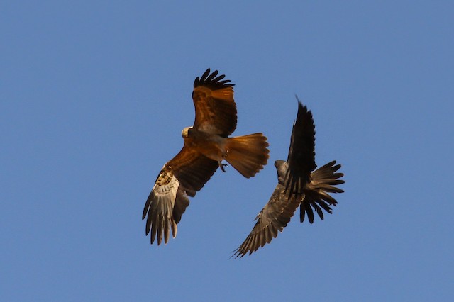Black Falcon chasing a Whistling Kite (<em class="SciName notranslate">Haliastur sphenurus</em>). - Black Falcon - 