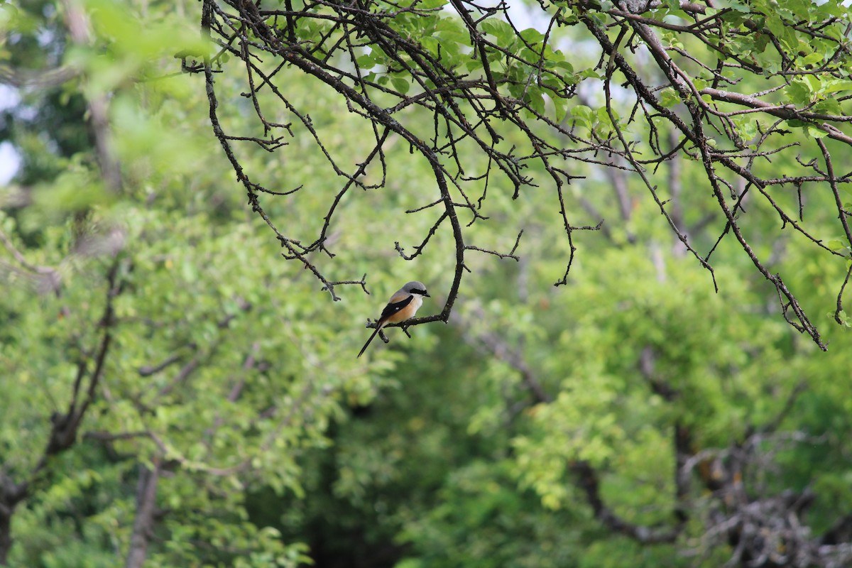 Long-tailed Shrike - Waseem  Sheikh