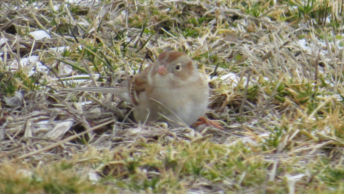 Field Sparrow - Carl Winstead