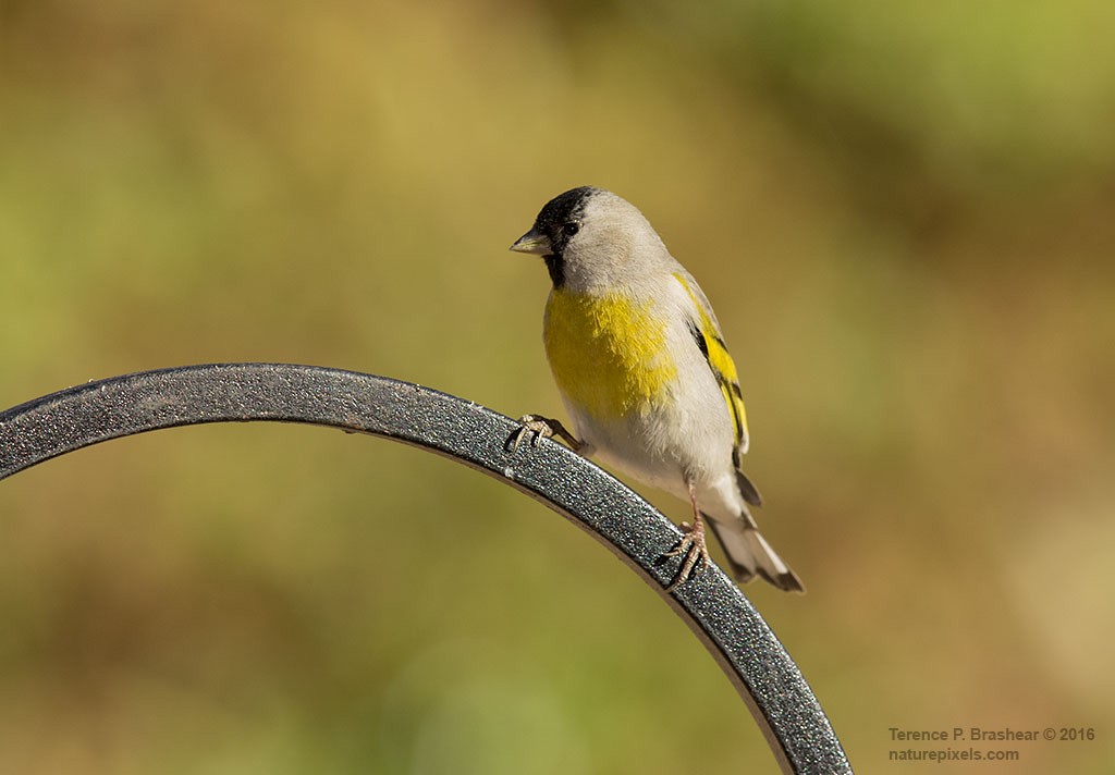 Lawrence's Goldfinch - ML24295831