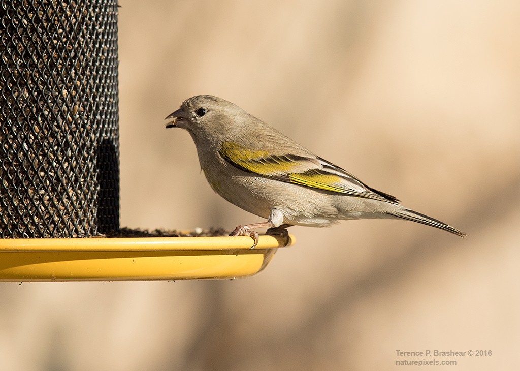 Lawrence's Goldfinch - ML24295841