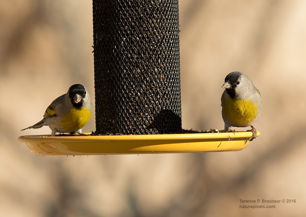 Lawrence's Goldfinch - ML24295851