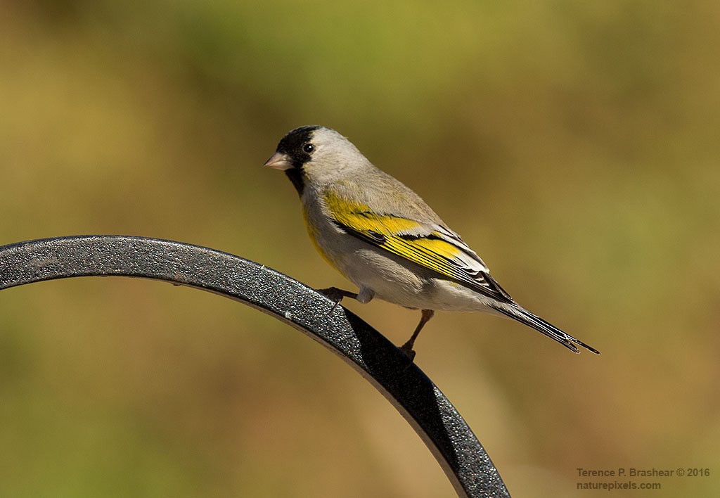 Lawrence's Goldfinch - Terence Brashear