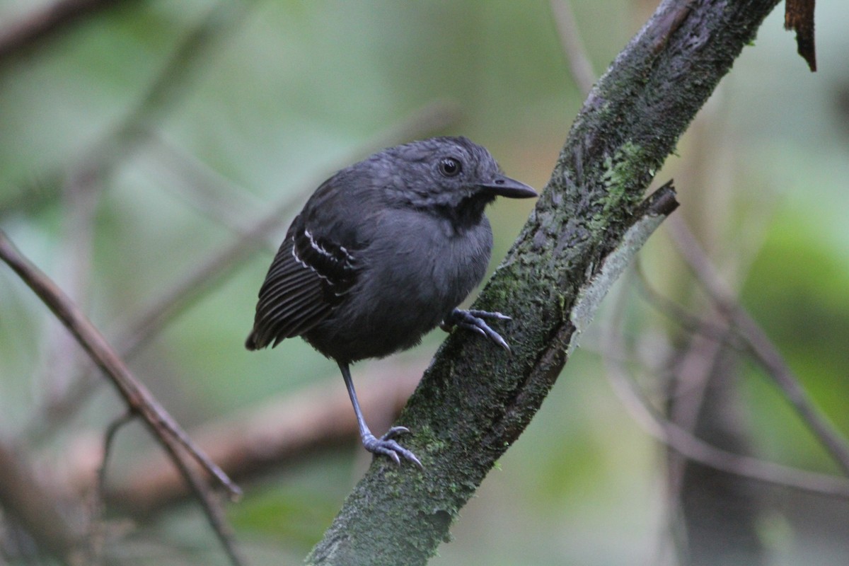 Black-headed Antbird (Amazonas) - ML242959661
