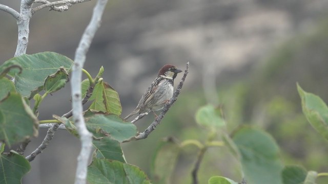 Italian Sparrow - ML242962881