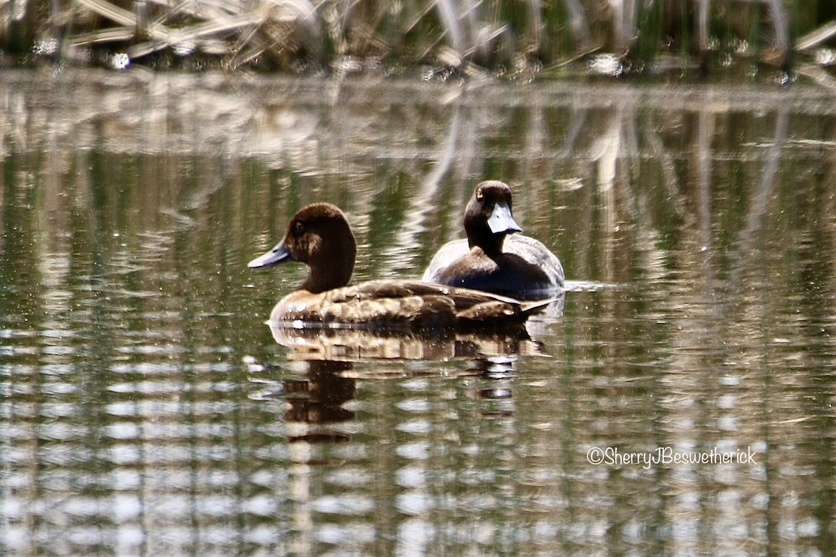 Lesser Scaup - Sherry Beswetherick