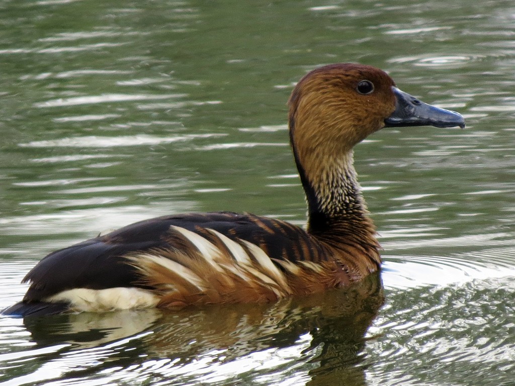Fulvous Whistling-Duck - ML242970891