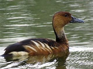Fulvous Whistling-Duck, ML242970891