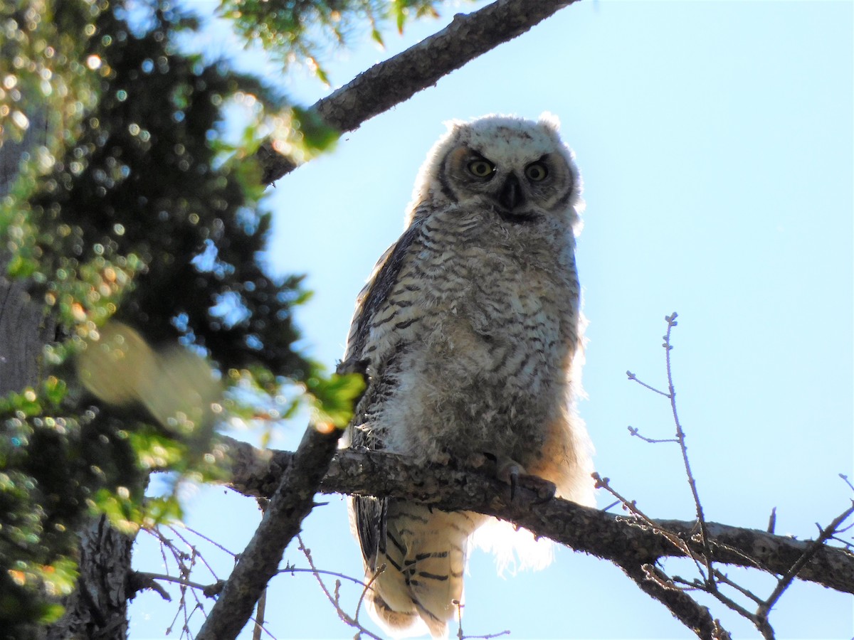 Great Horned Owl - ML242976531