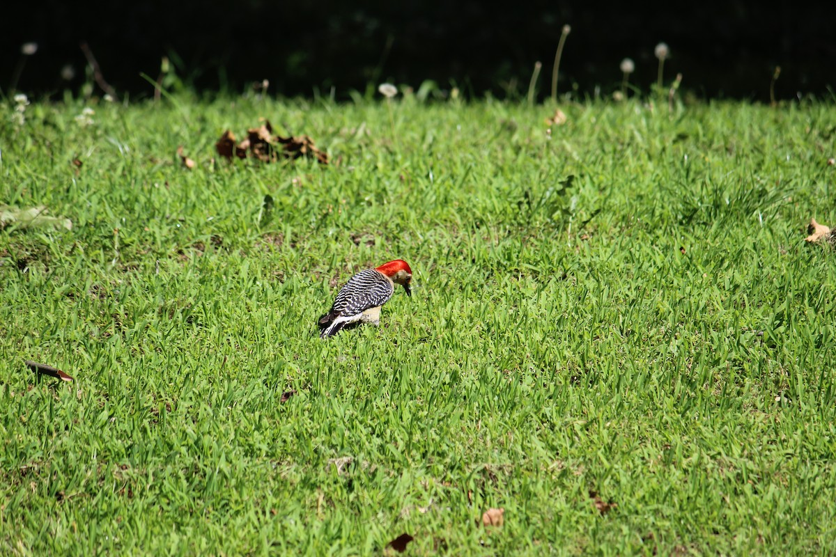 Red-bellied Woodpecker - ML242978731