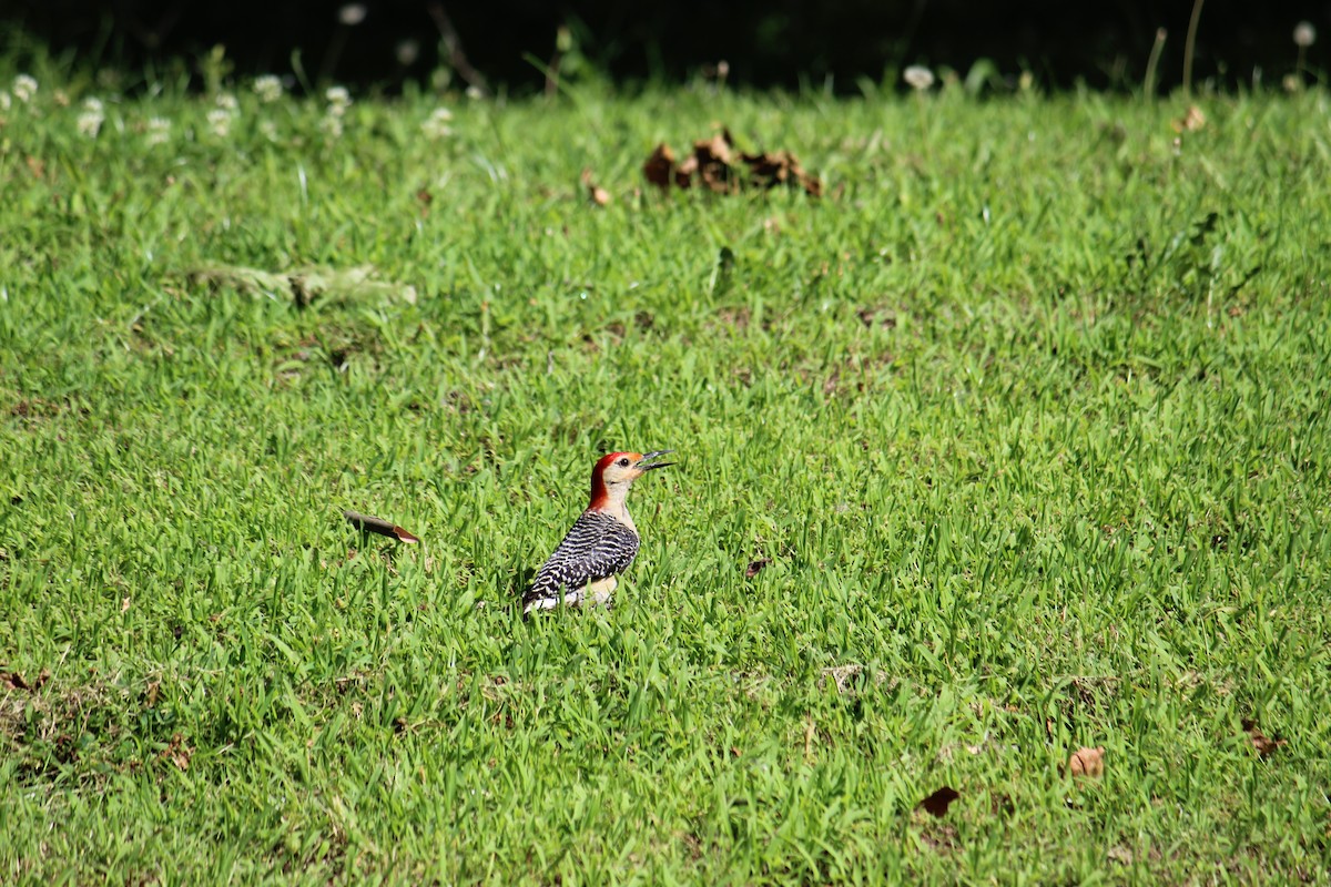 Red-bellied Woodpecker - ML242979051