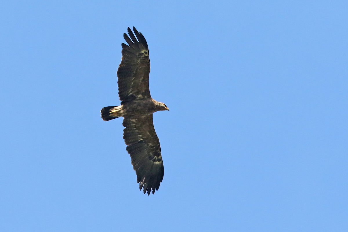 Lesser Spotted Eagle - ML242981181