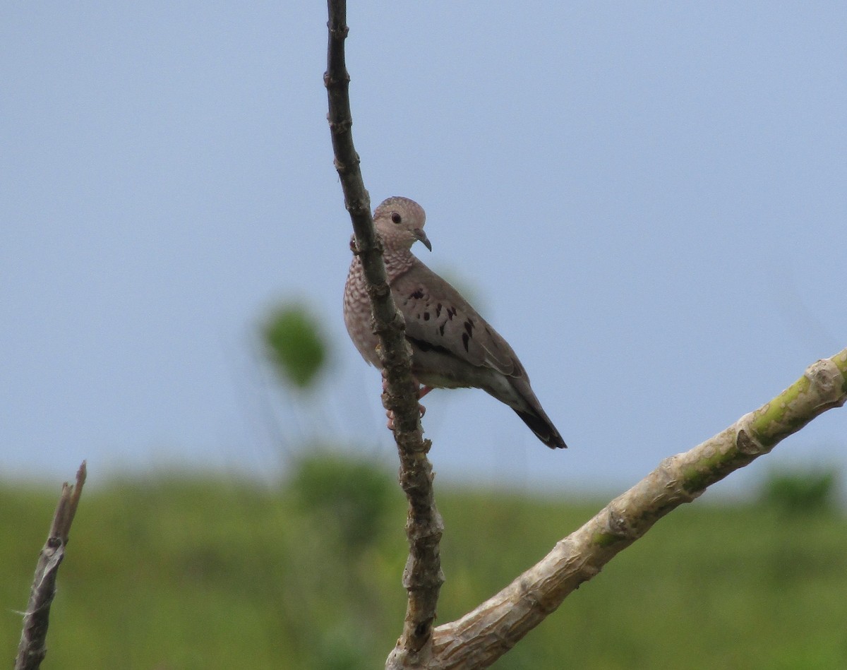 Plain-breasted Ground Dove - ML242981761