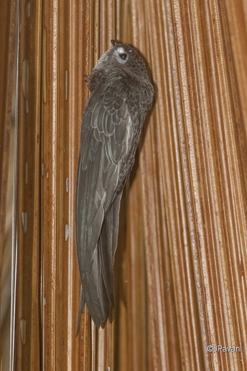 Fork-tailed Palm Swift - ML242982121
