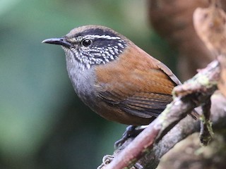 Henicorhina leucophrys