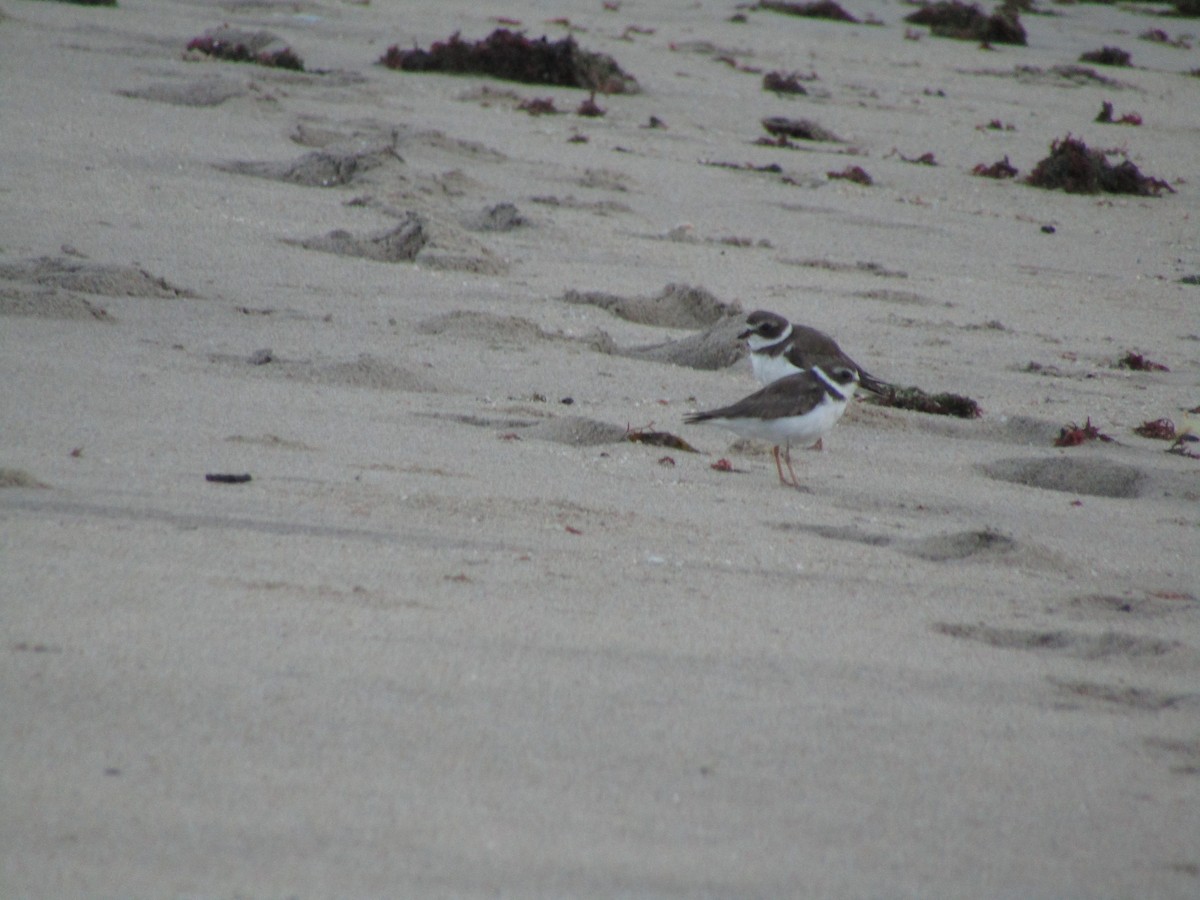 Semipalmated Plover - ML242983201