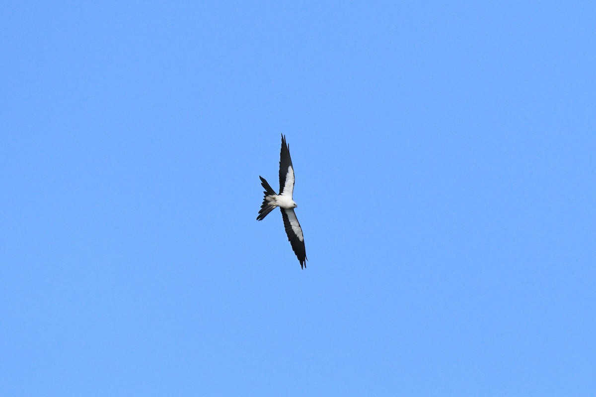Swallow-tailed Kite - ML242983711
