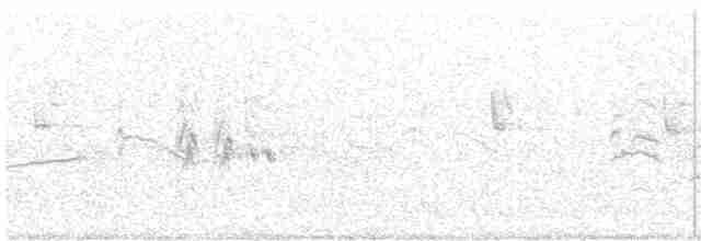 Southern Beardless-Tyrannulet (Southern) - ML242988