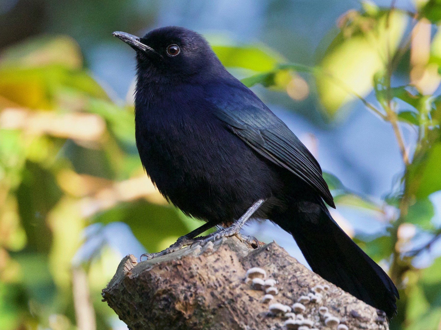 Black Catbird - Cory Gregory