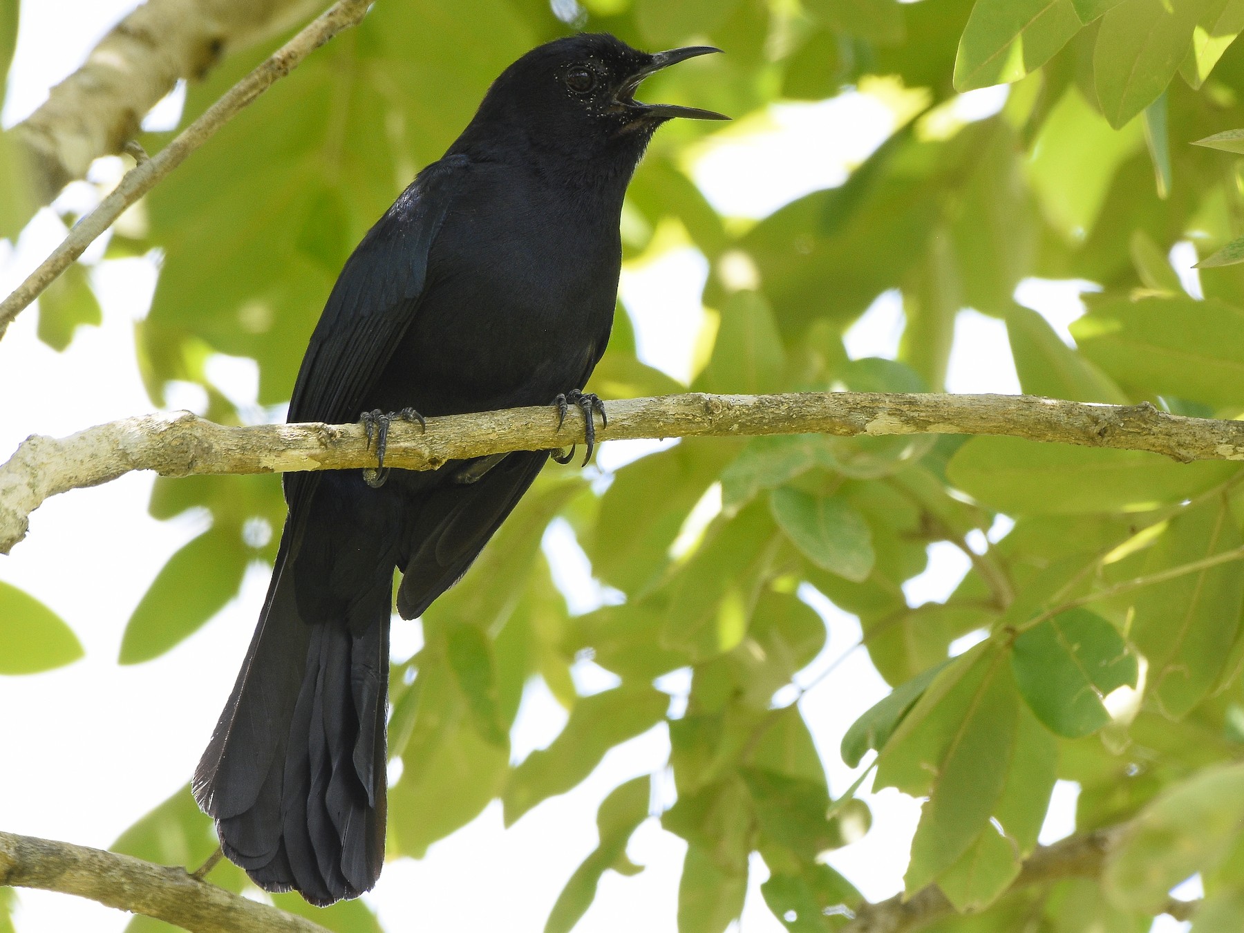 Black Catbird - Carlos Echeverría