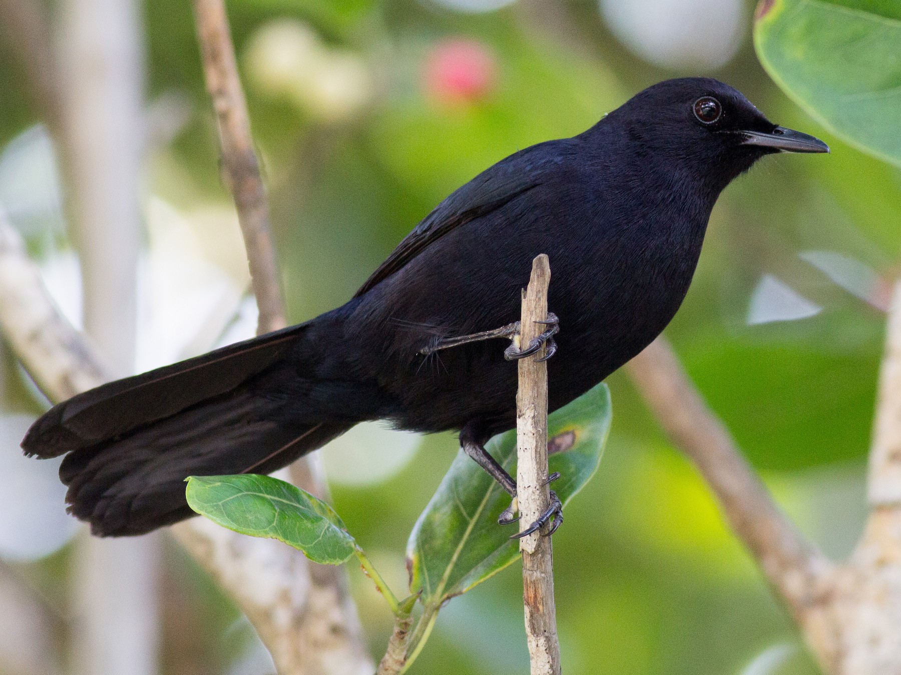 Black Catbird - Francis Canto Jr