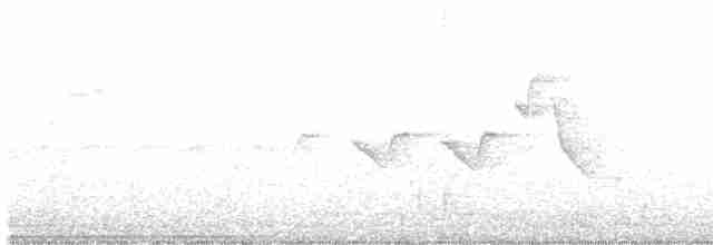 Hooded Warbler - ML242990531