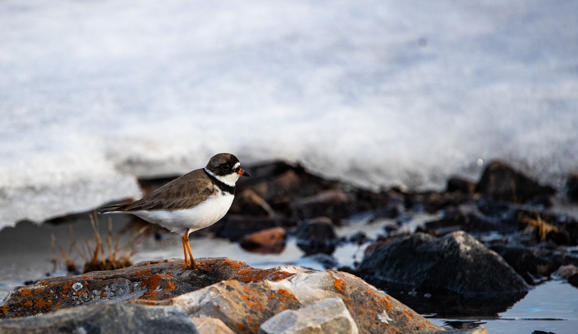 Semipalmated Plover - ML242991811