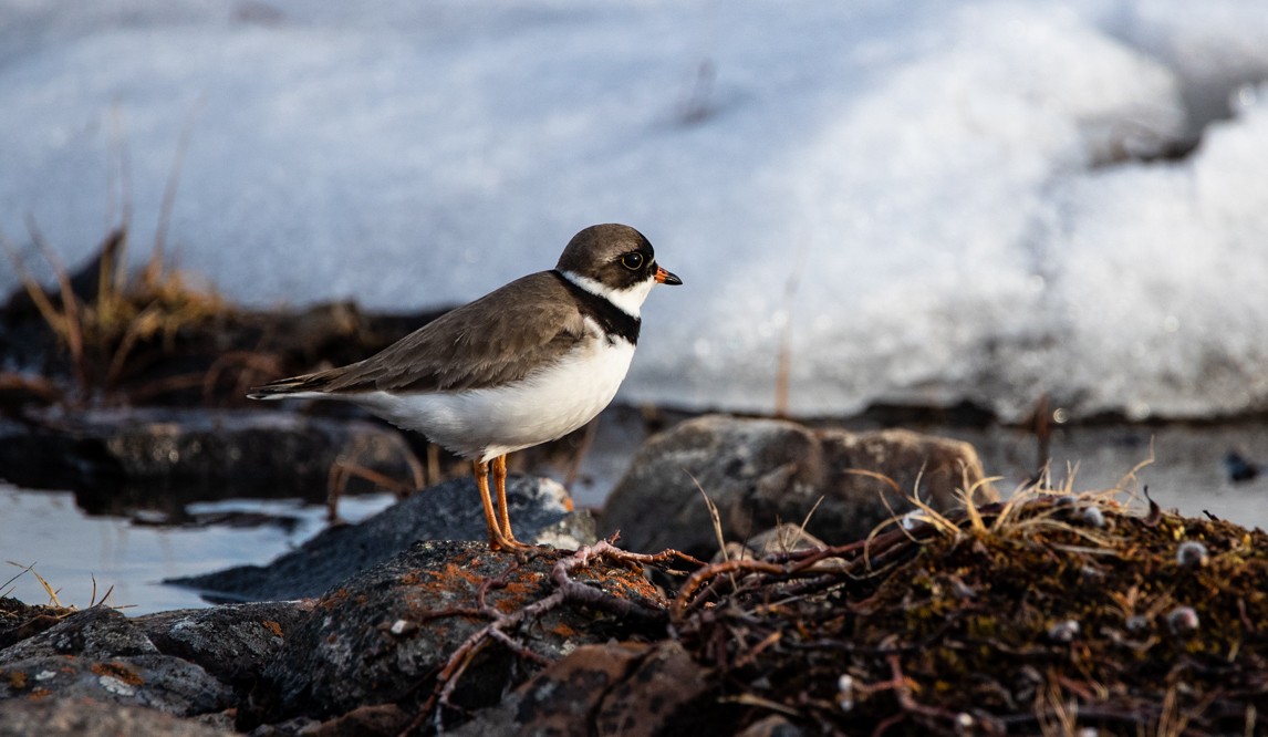 Semipalmated Plover - ML242991821