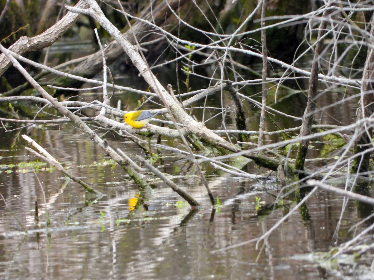Prothonotary Warbler - ML242996131