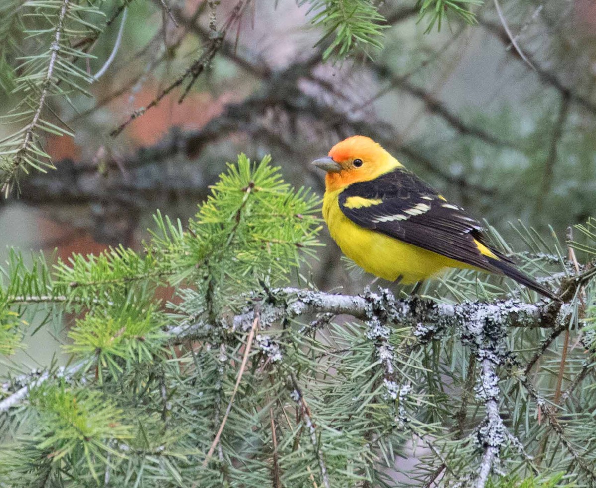 Western Tanager - ML242997751
