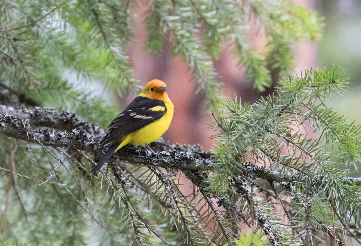 Western Tanager - ML242997771