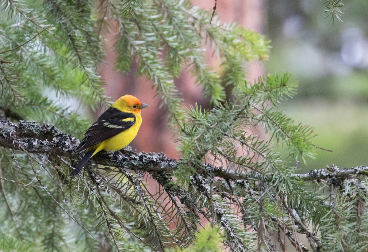 Western Tanager - ML242997791