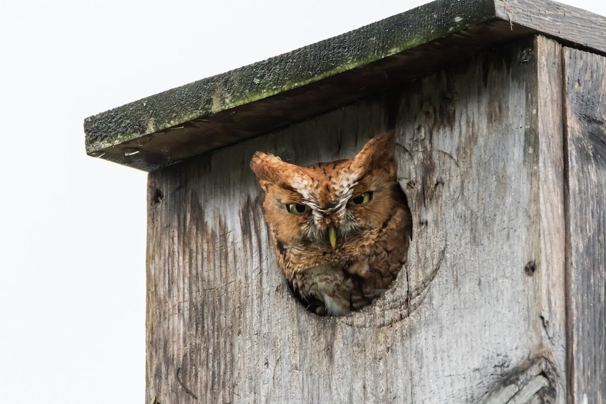 Eastern Screech-Owl - Robert Strickland