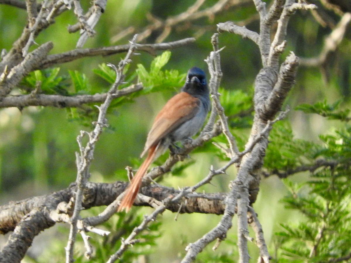 African Paradise-Flycatcher - Gregory Askew