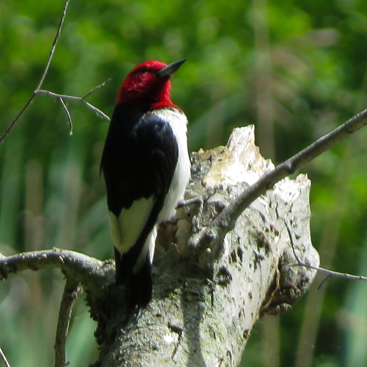 Red-headed Woodpecker - ML243005301