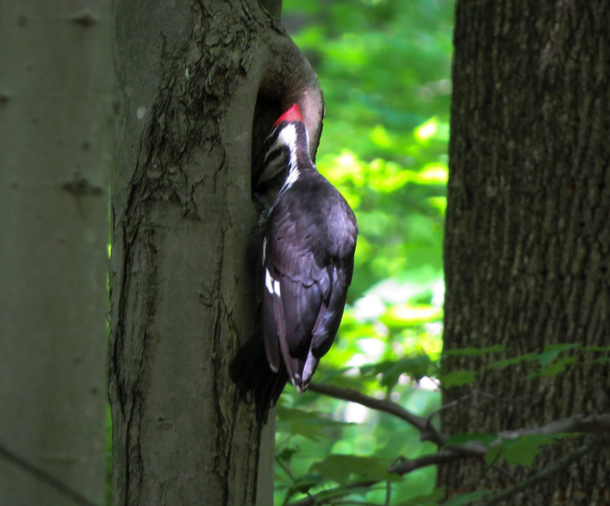 Pileated Woodpecker - ML243005391