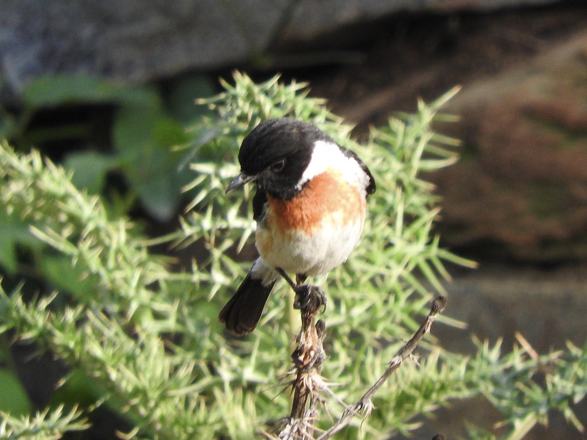African Stonechat - ML243005451