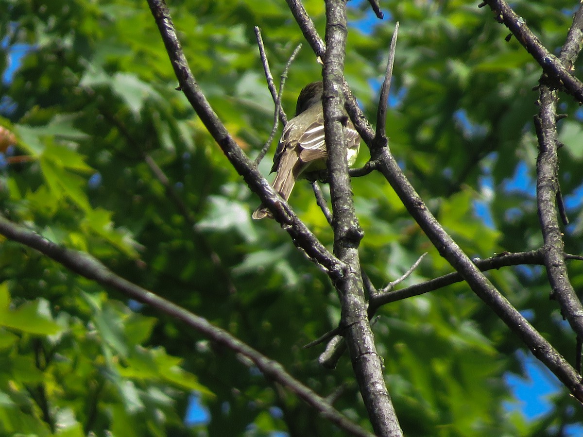 Great Crested Flycatcher - ML243005481