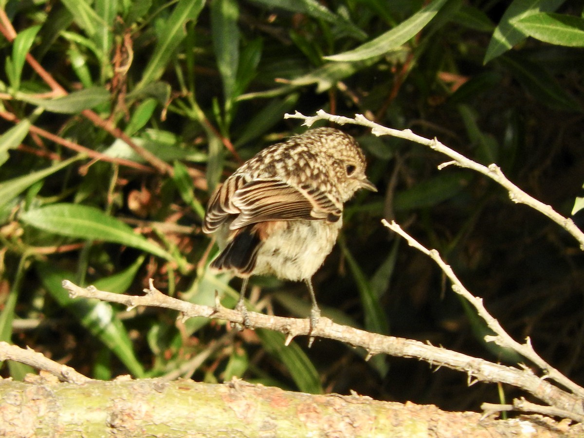 African Stonechat - ML243005491
