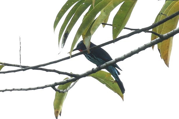 Black Bee-eater - ML24300891