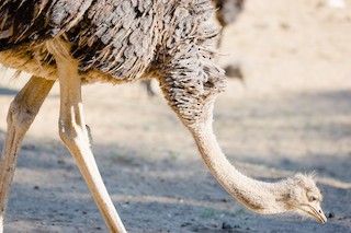 Common Ostrich, ML243010591