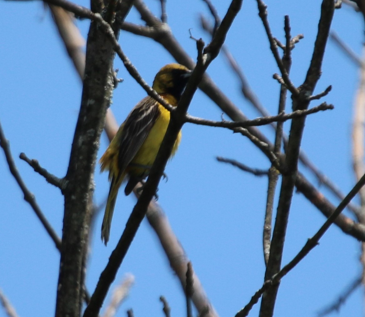 Orchard Oriole - ML243013091