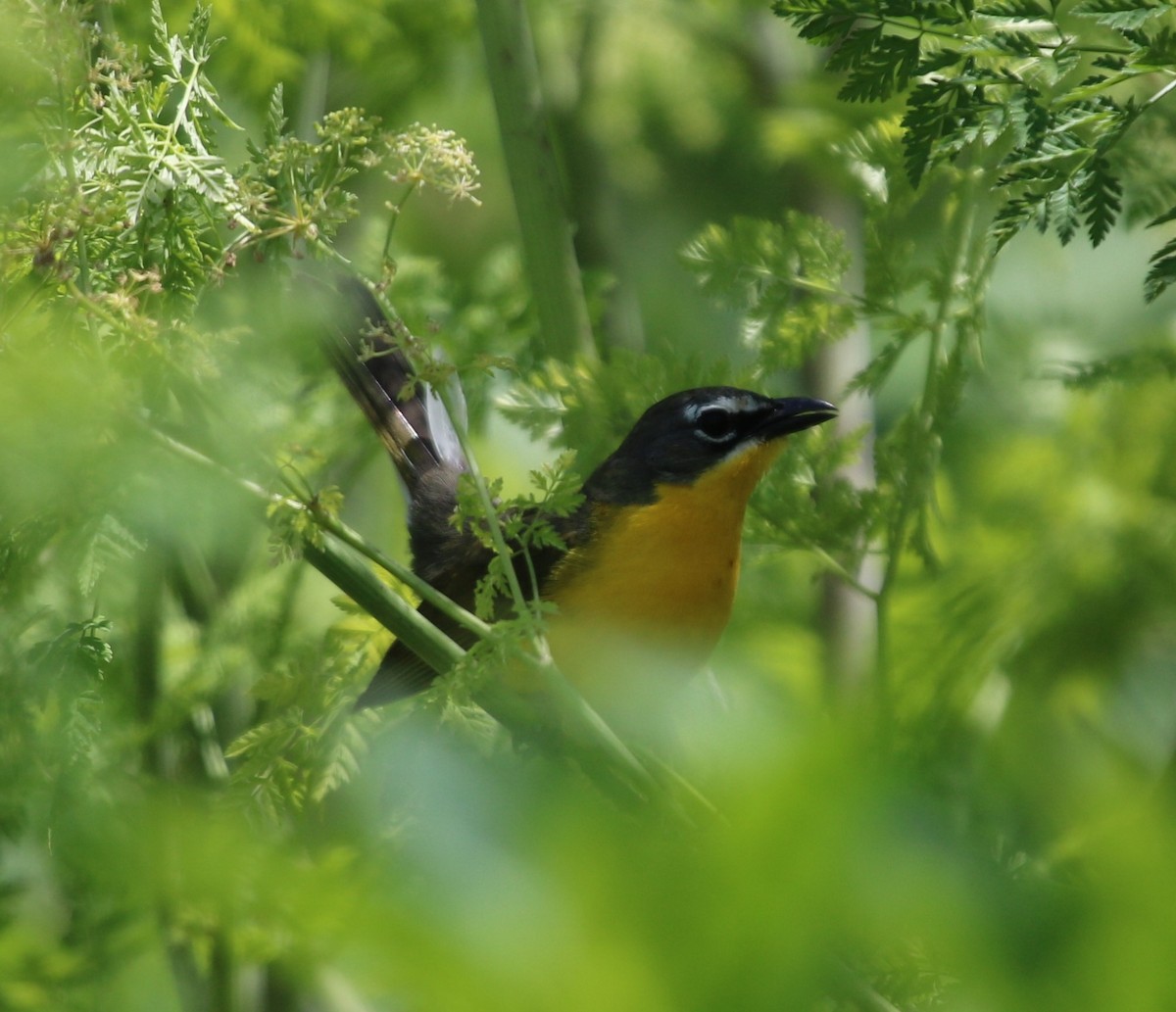 Yellow-breasted Chat - ML243013441