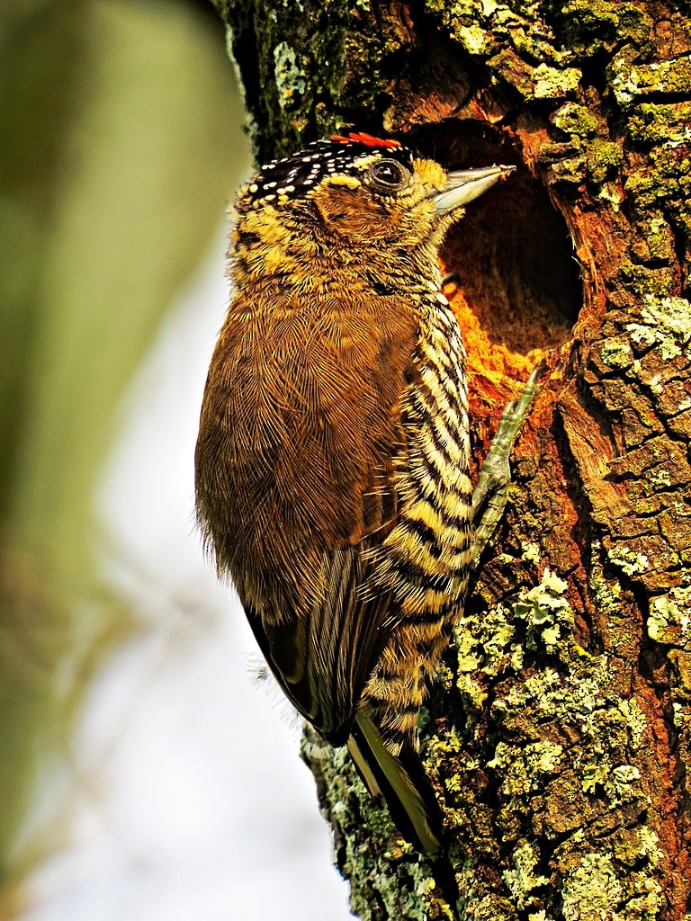 Ochre-collared Piculet - ML243014731