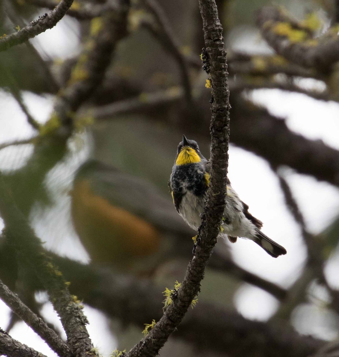 Yellow-rumped Warbler (Audubon's) - ML243015471