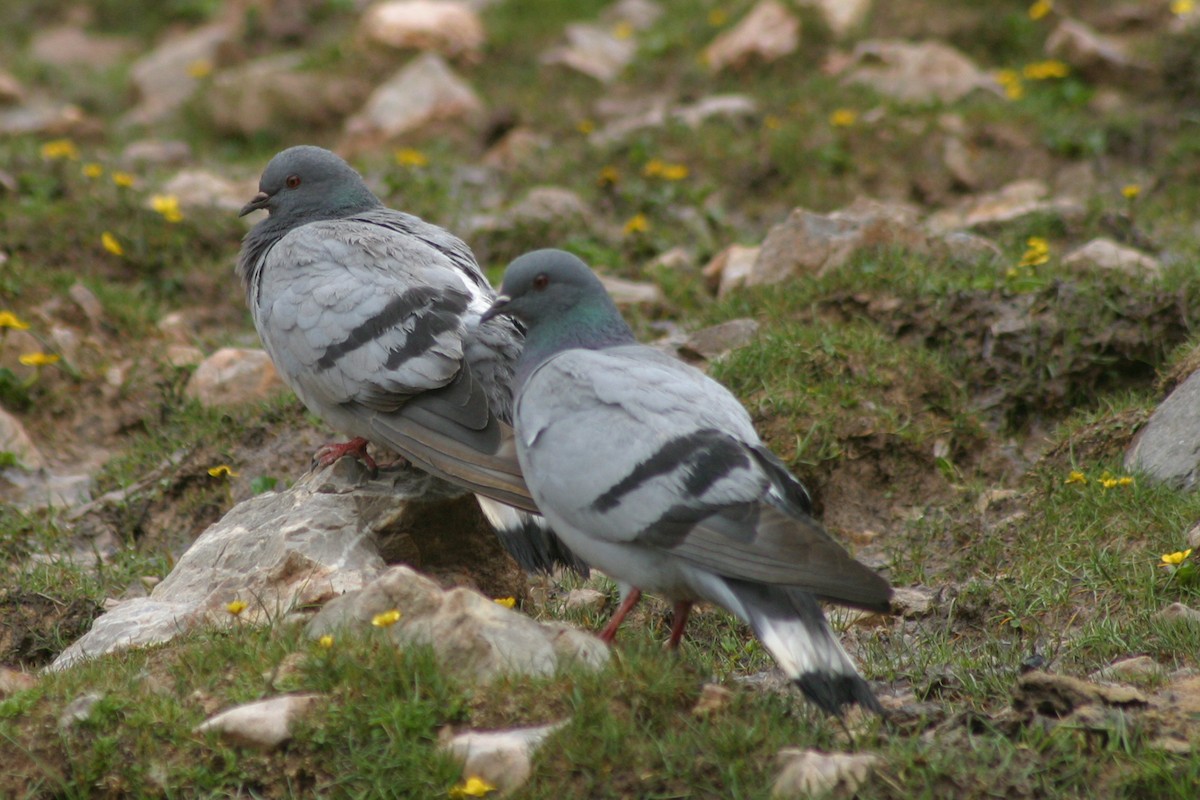 Pigeon des rochers - ML243016371