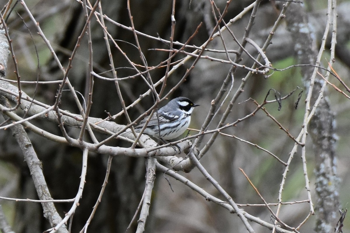 Black-throated Gray Warbler - ML243016771