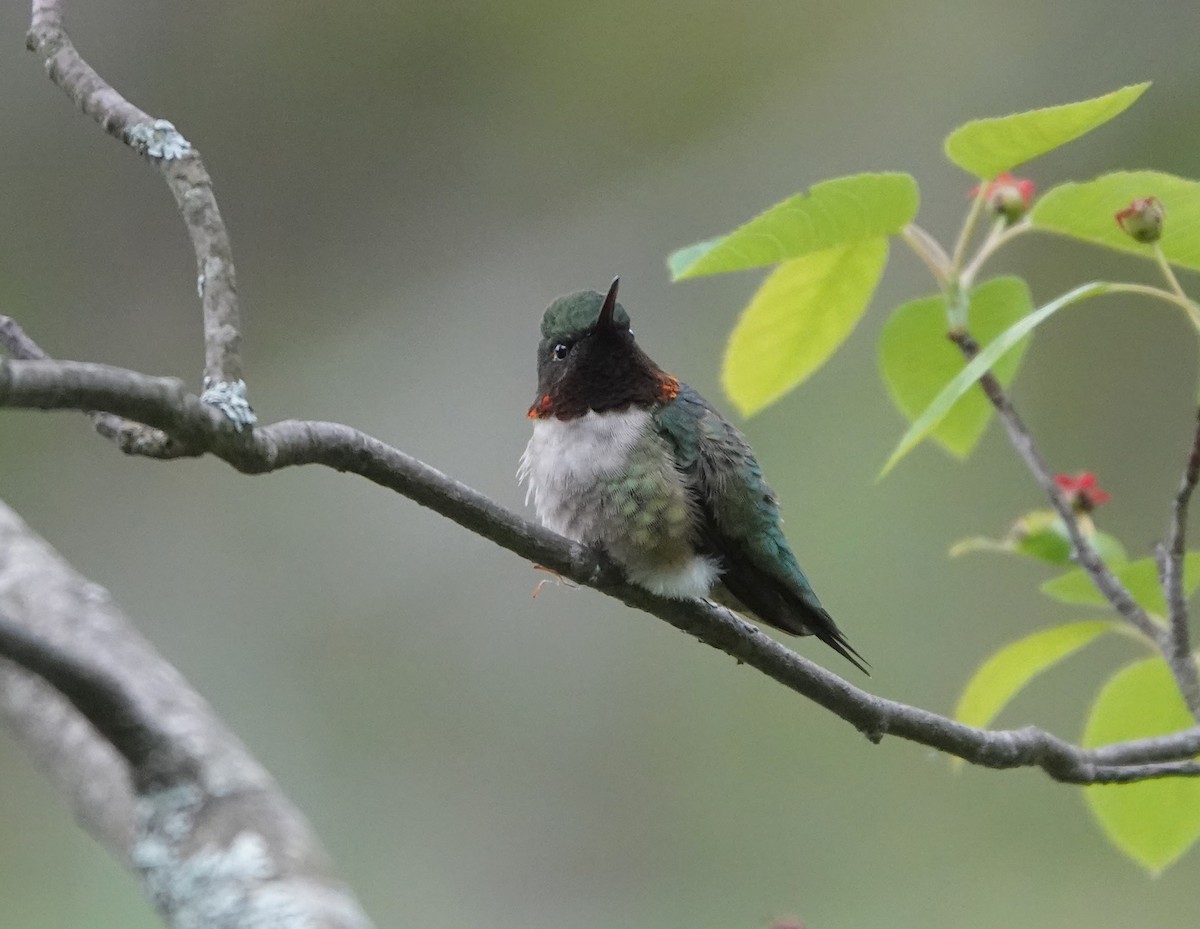 Ruby-throated Hummingbird - ML243017021