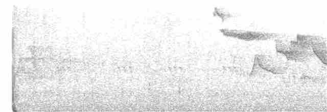 Hooded Warbler - ML243020261